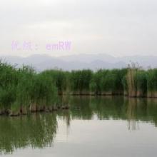 α